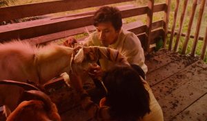 rutinitas sore hari ternak kambing kayong utara dinas peternakan kku perikanan kkudf