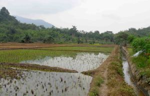 irigasi pertanian gunung 9, warta kayong, kalbar
